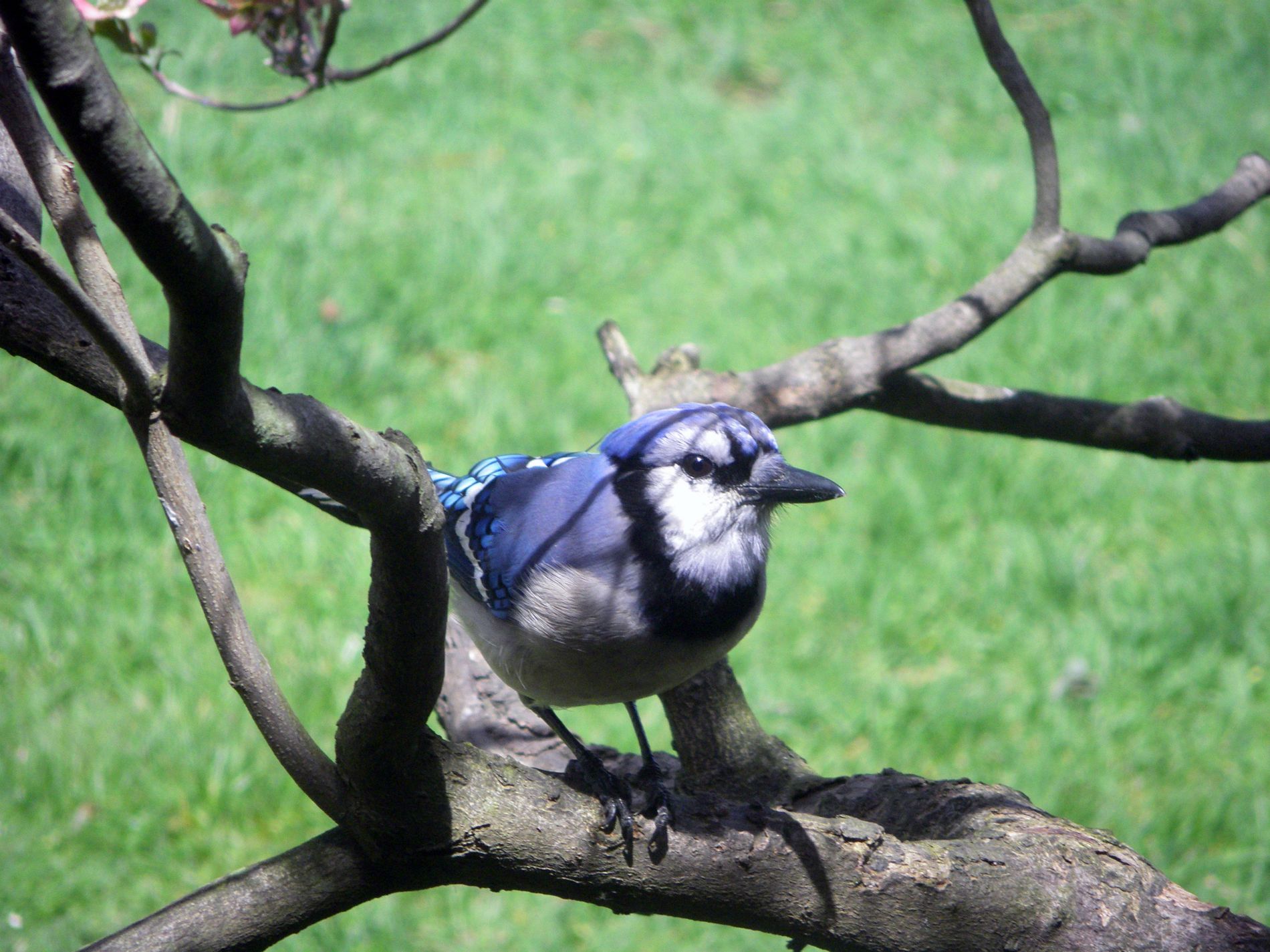 Blue Jay notices movement in the window... say cheese!