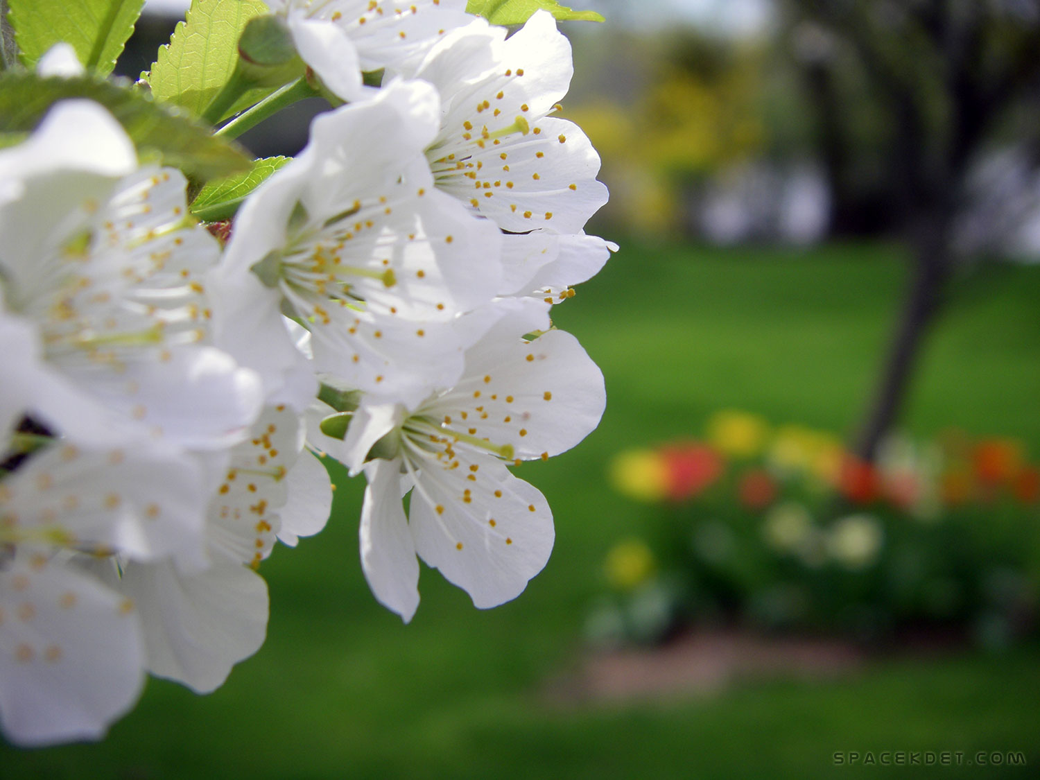 Cherry, Tulip, Forsythia.