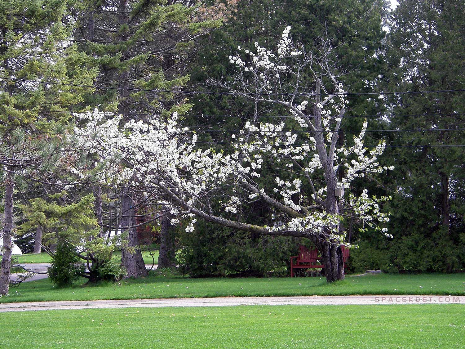 Old Cherry Tree hanging on for dear life.