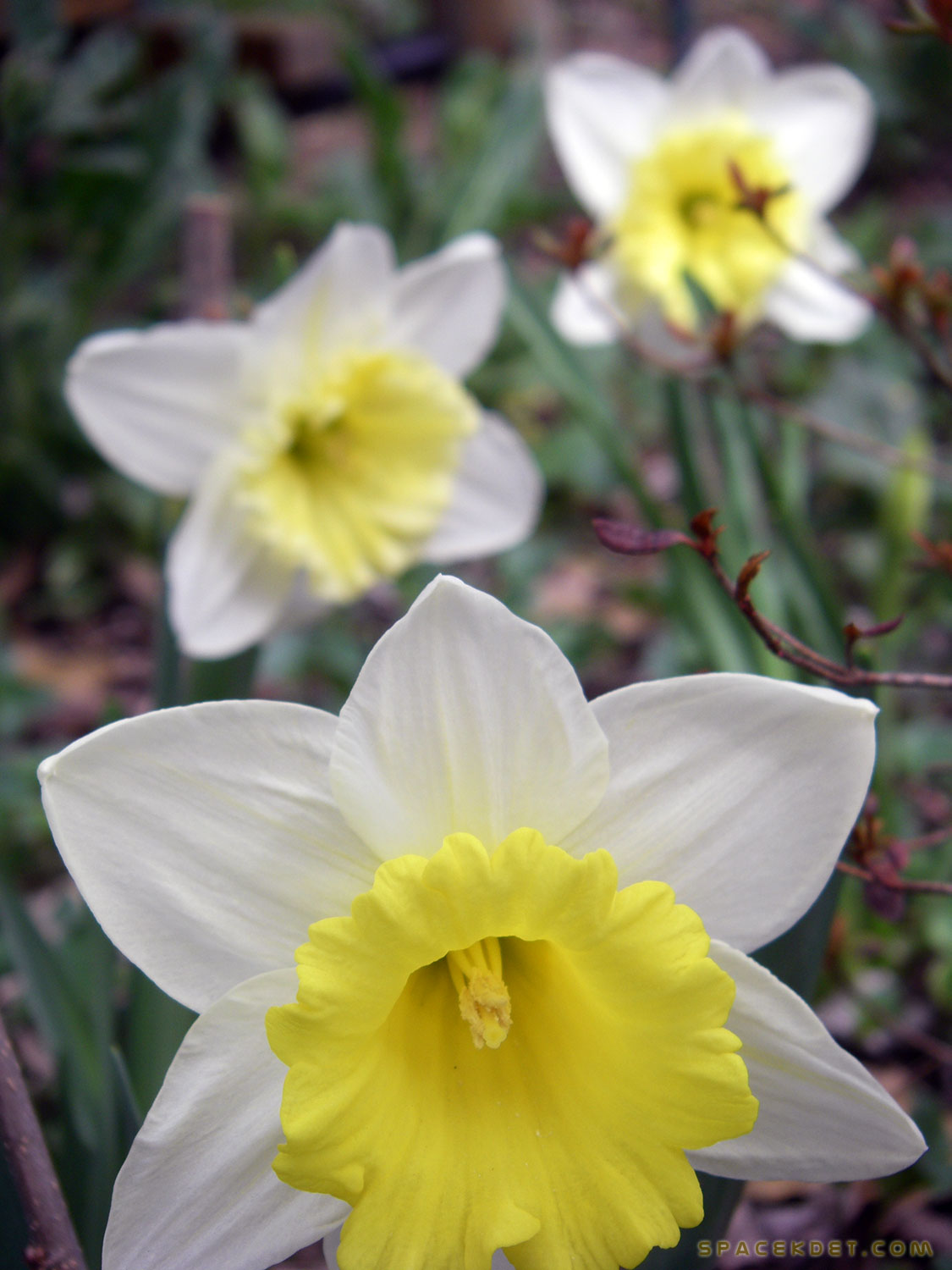 Giant daffodils from Costco.