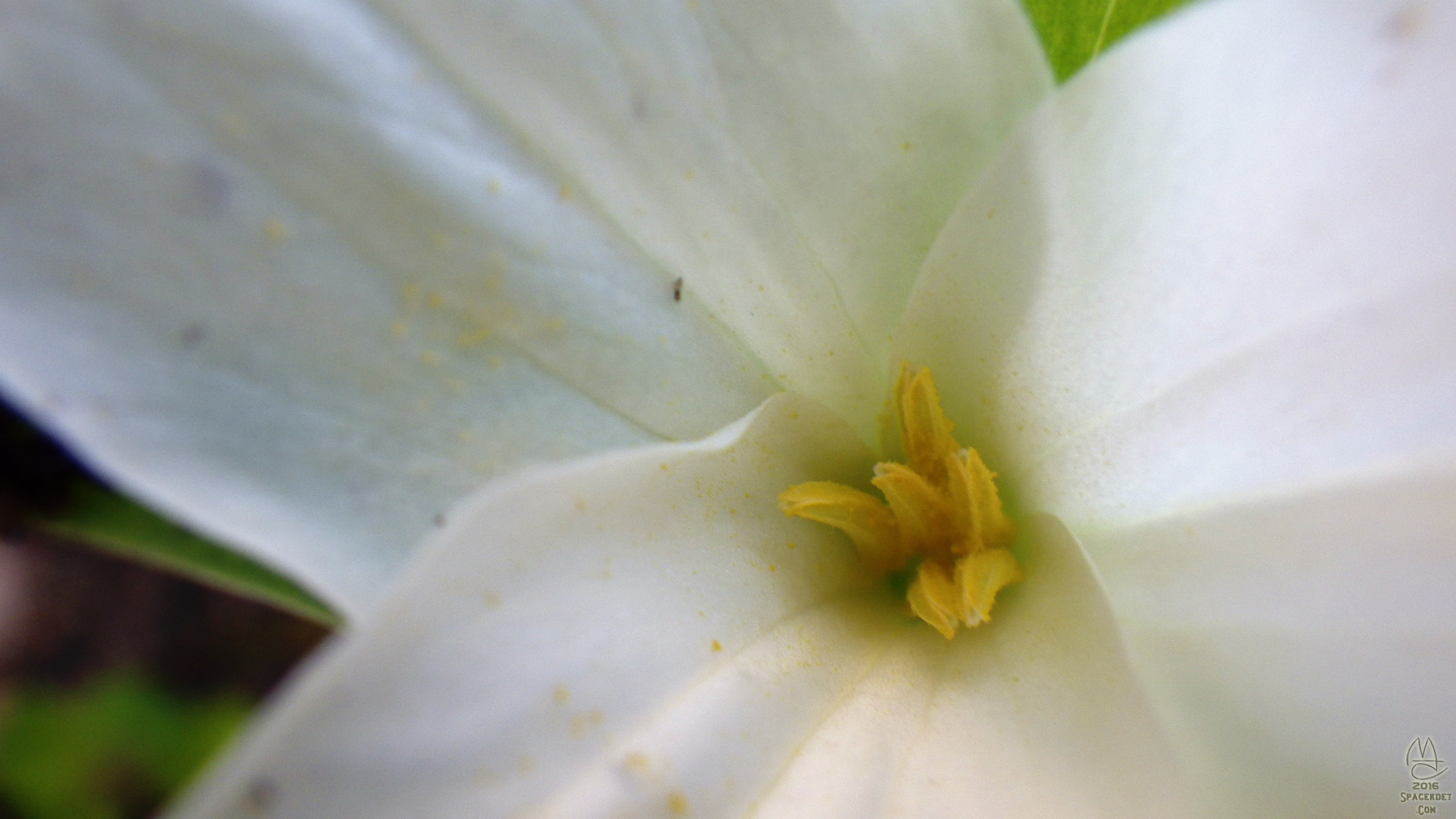 Trillium.