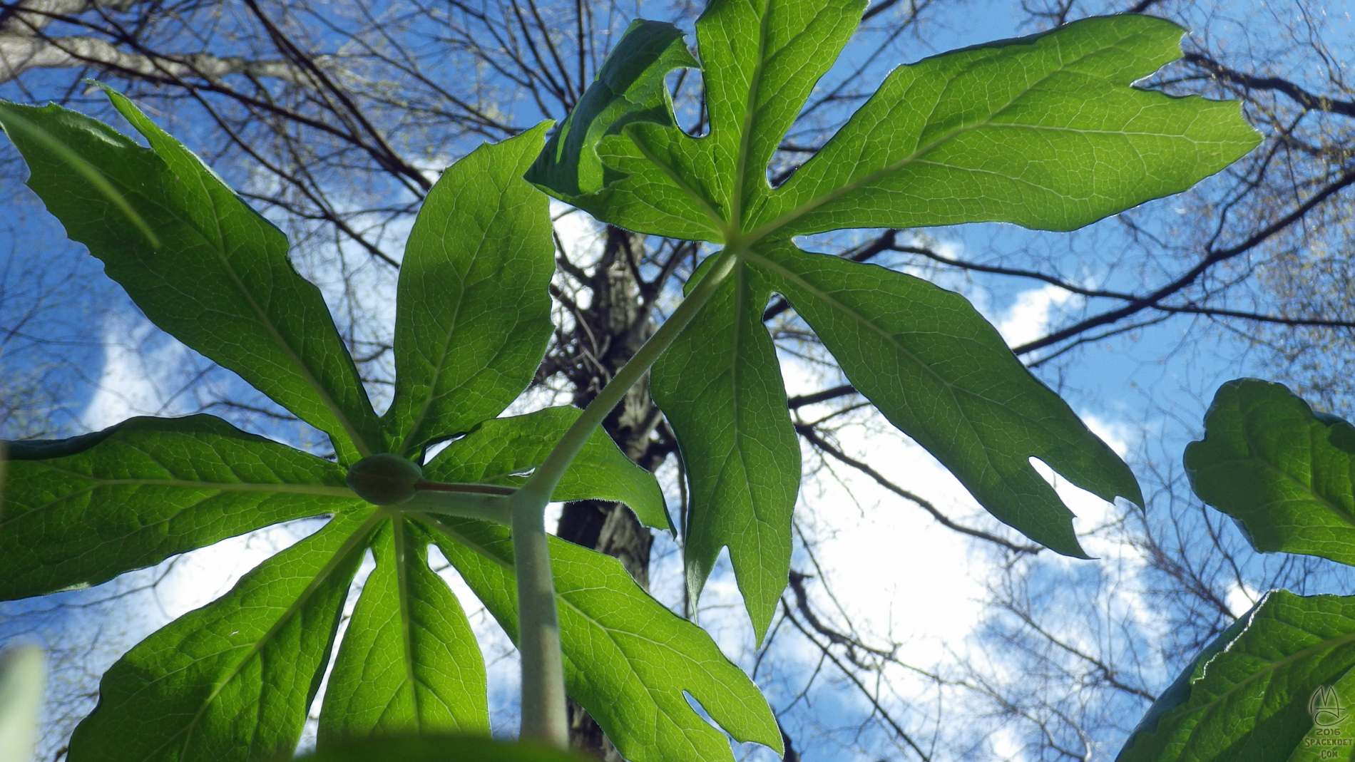 Mayapple.