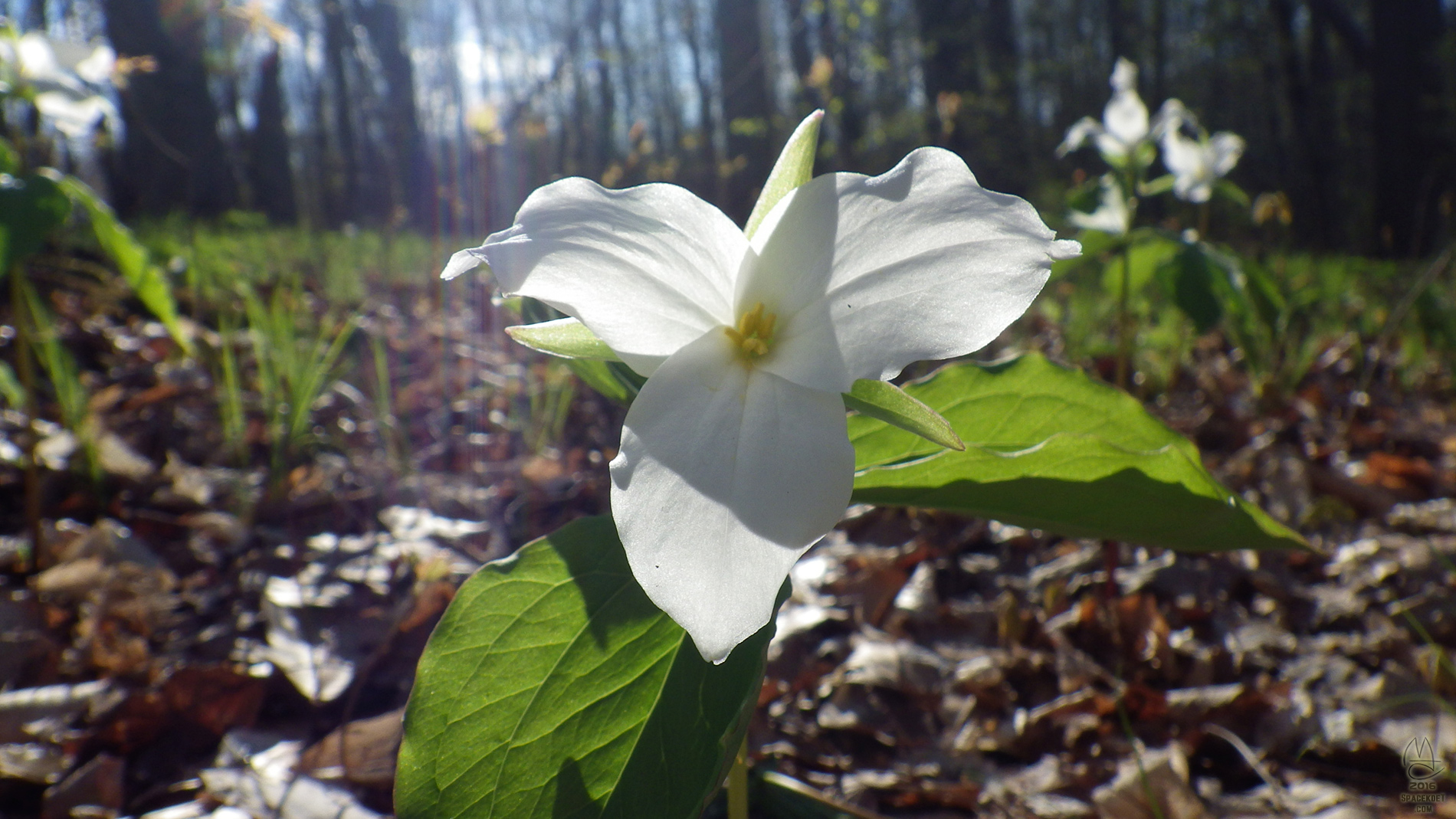 Trillium.