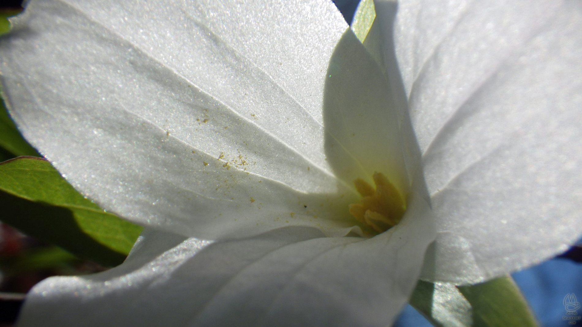 Trillium.