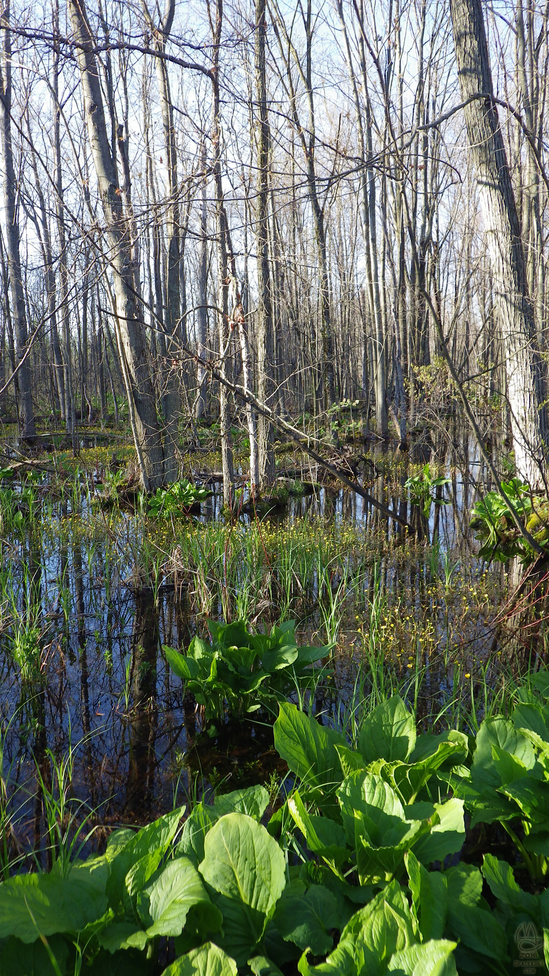 Wetlands.