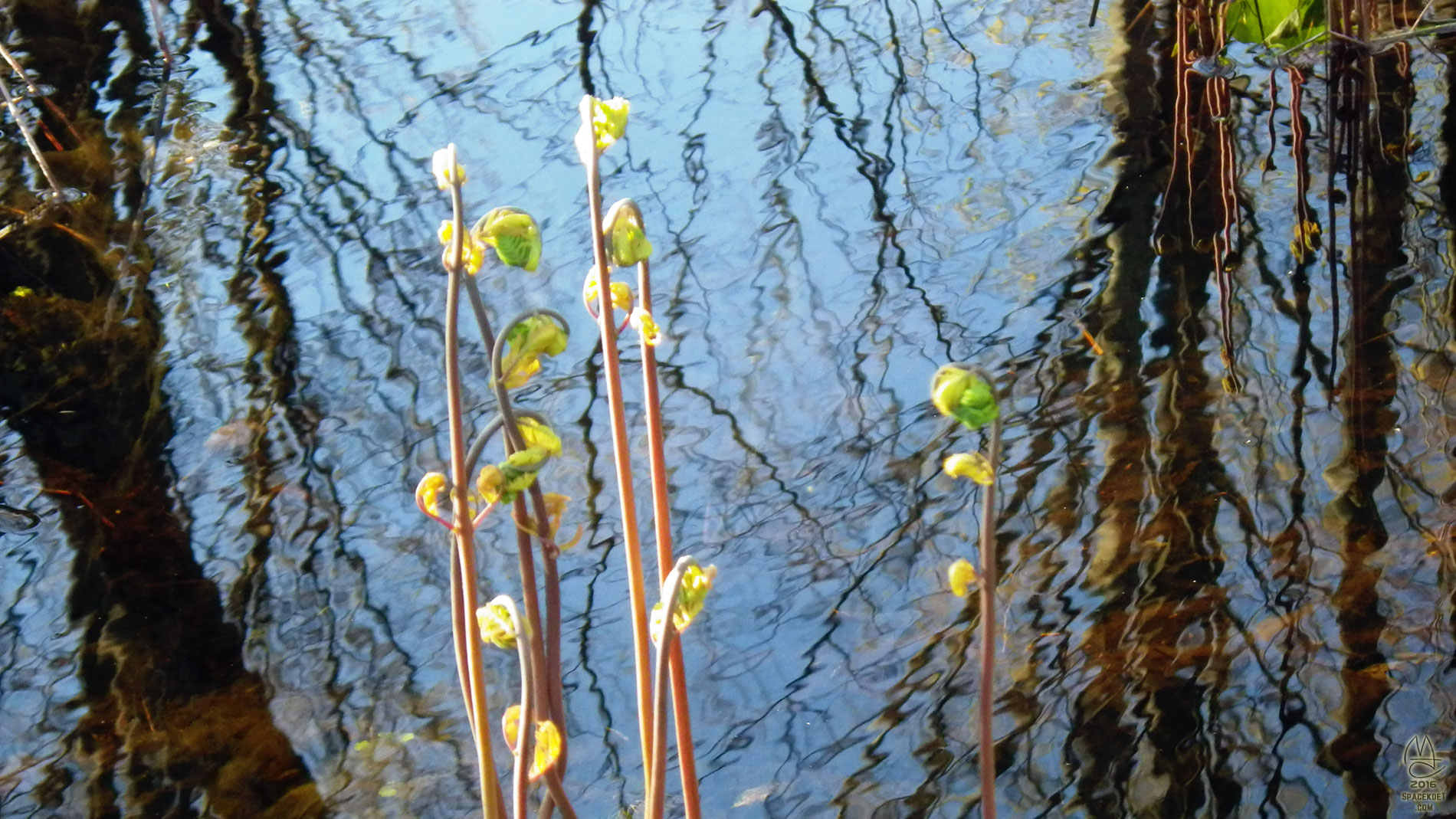 Fiddleheads.