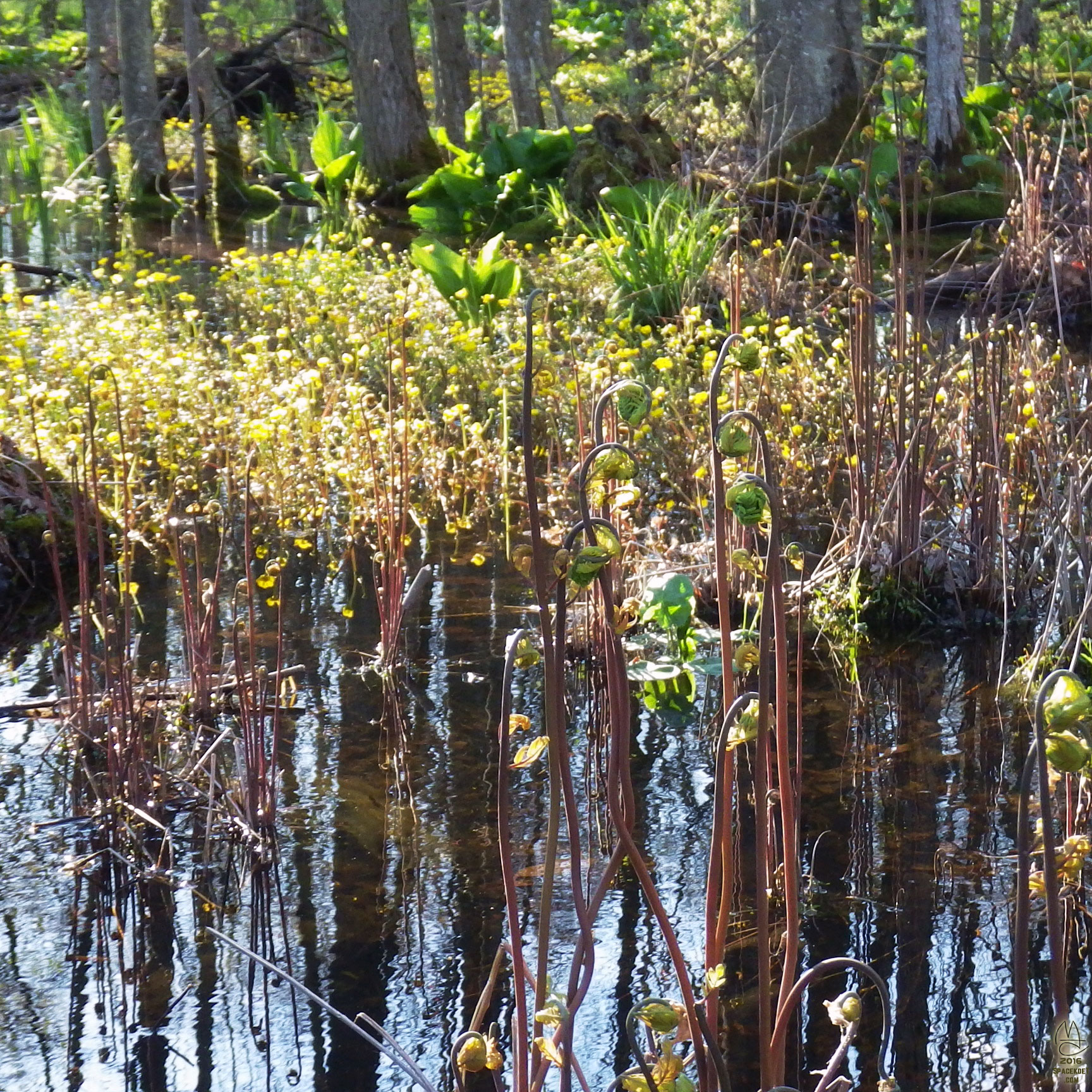 Fiddleheads.