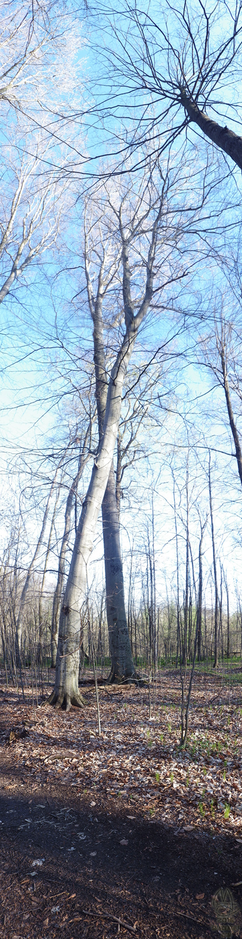 Tree portrait. Walking Giants.