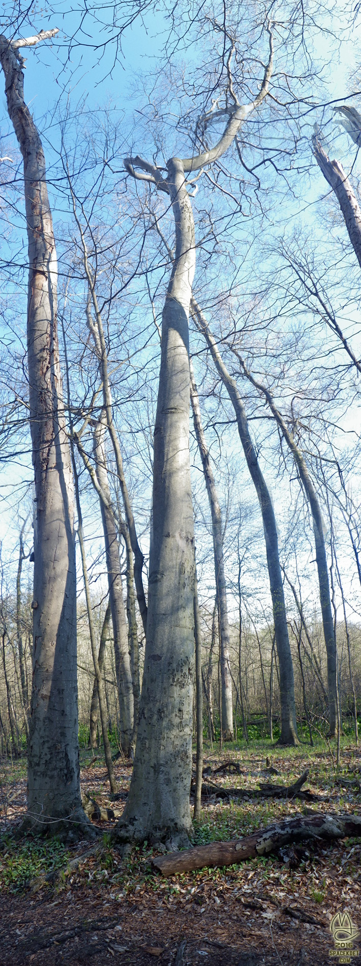 Tree portrait. Bear Branch Beech.