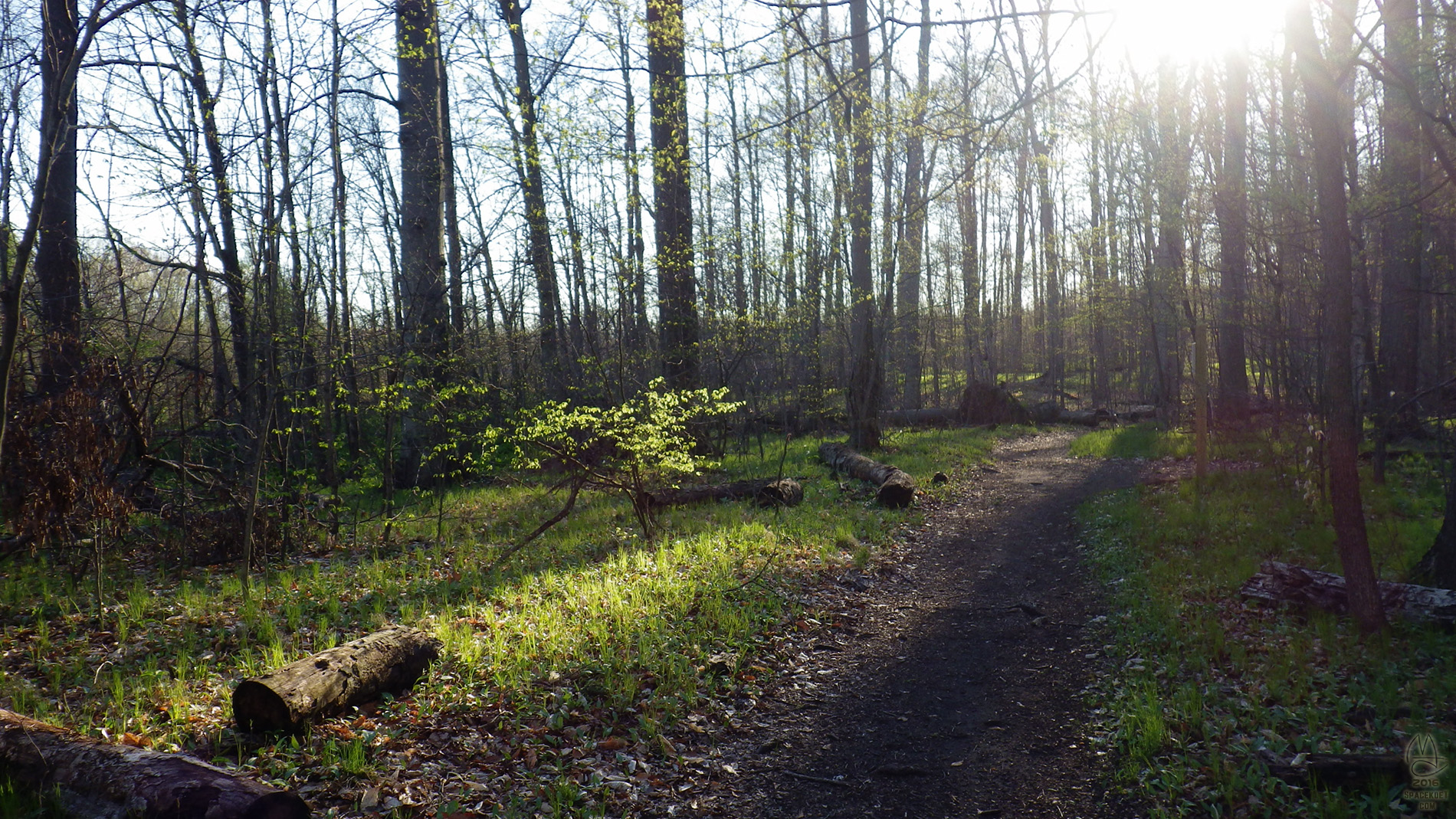 Twilight in the beeches.