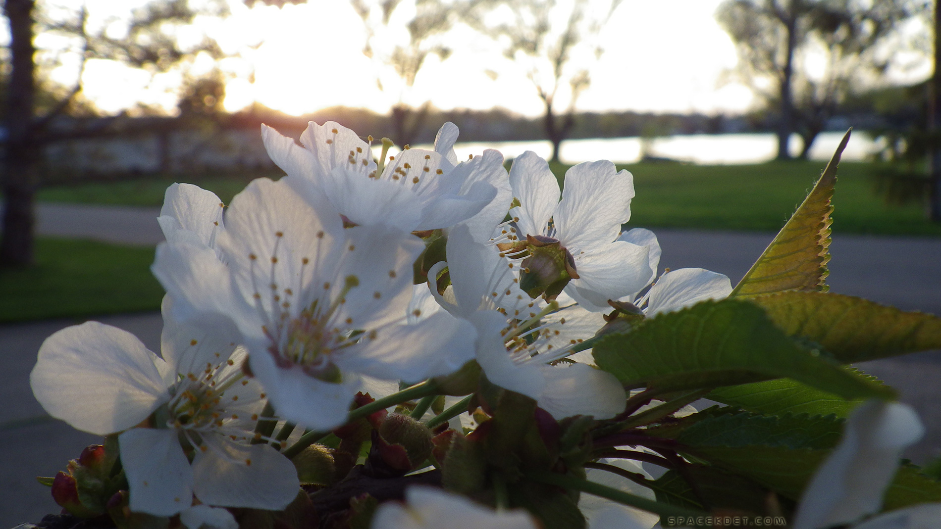 Backlight and translucence.