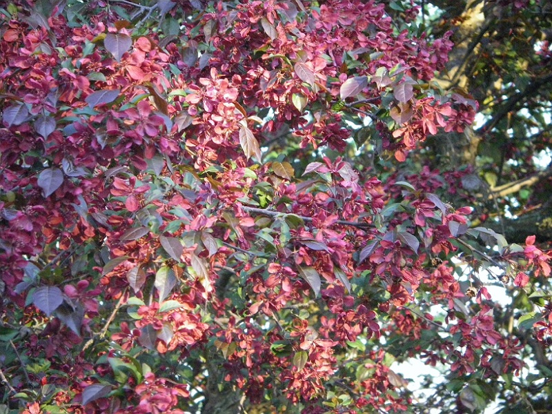 Crabapple in bloom.