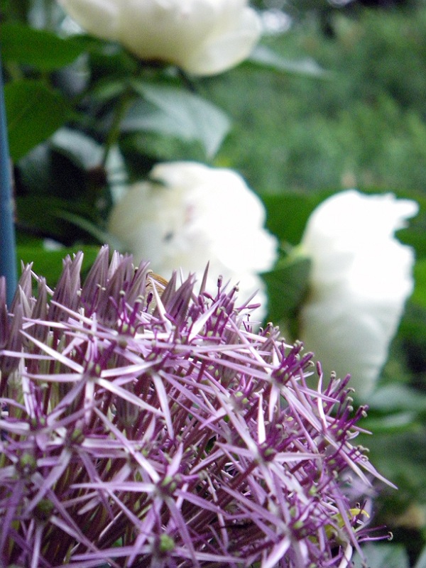 The peonies and aliums return.