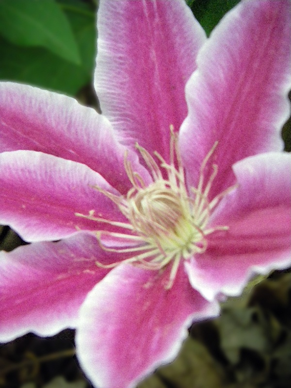 Clematis.