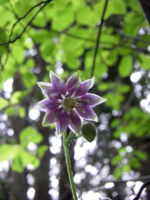 Columbine from below.