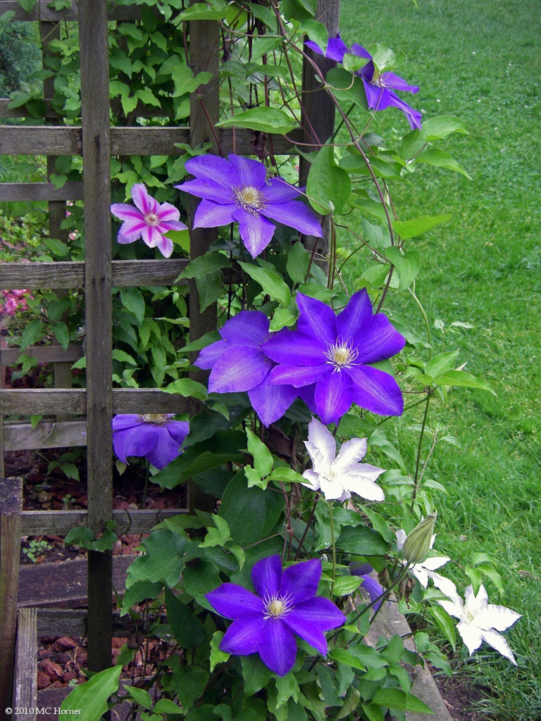 Clematis.