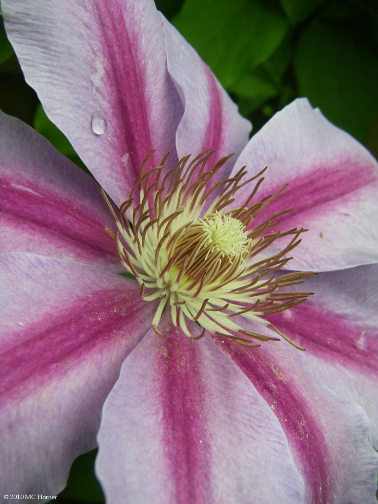 Clematis.