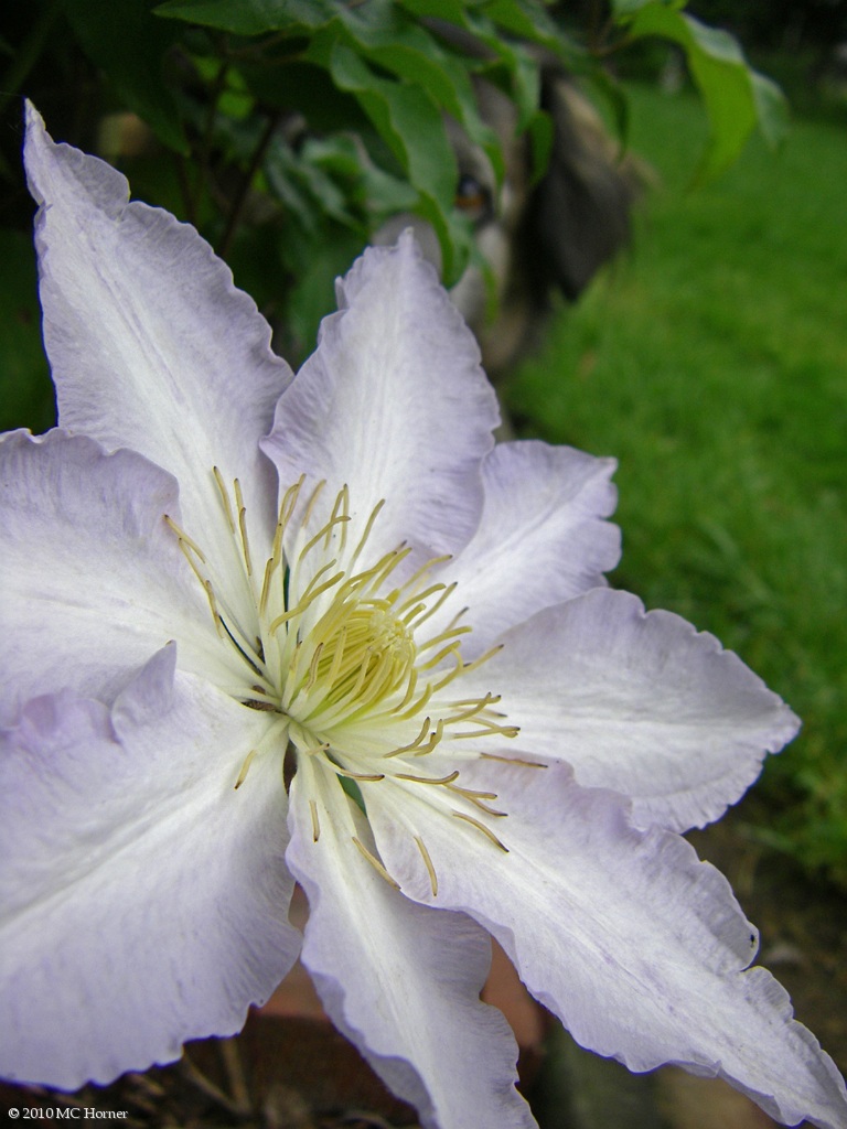 Clematis...and canine.