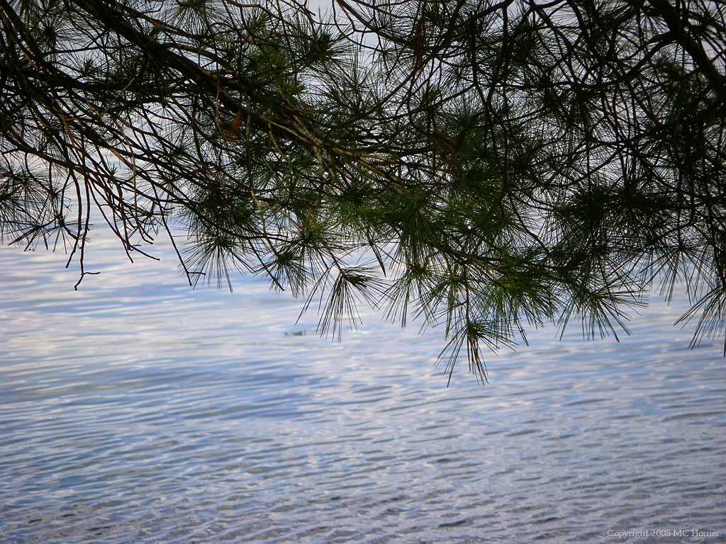 White Pine and water.
