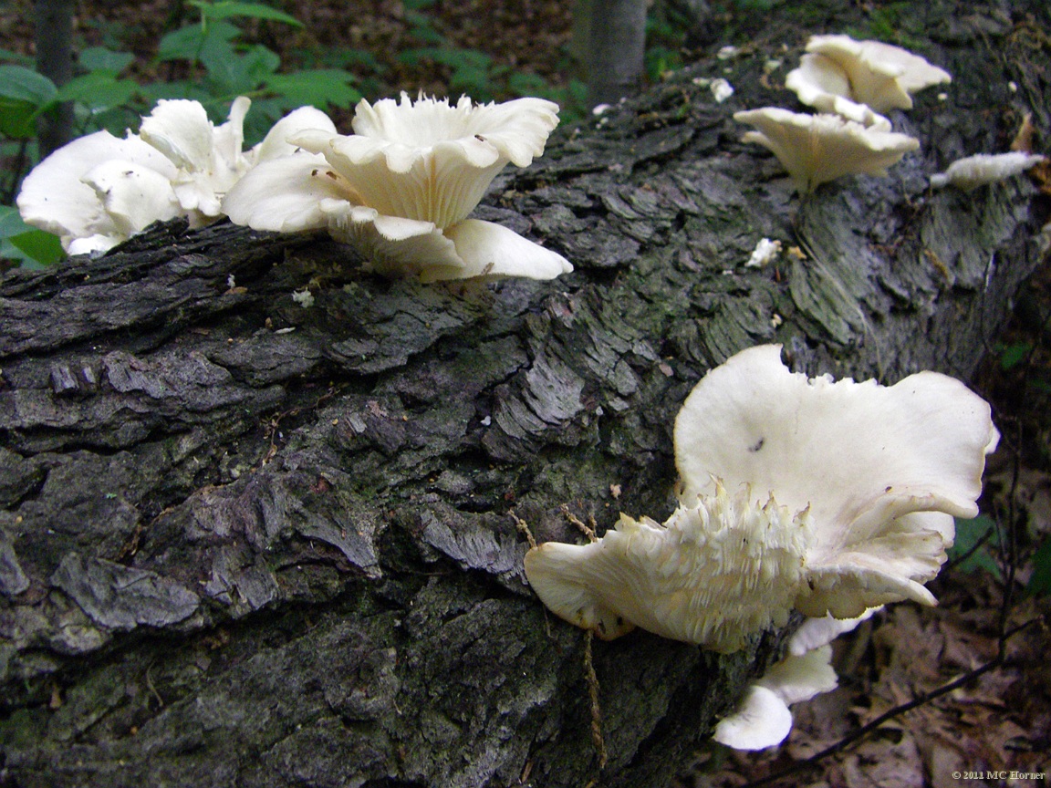 Fungi with fringe.