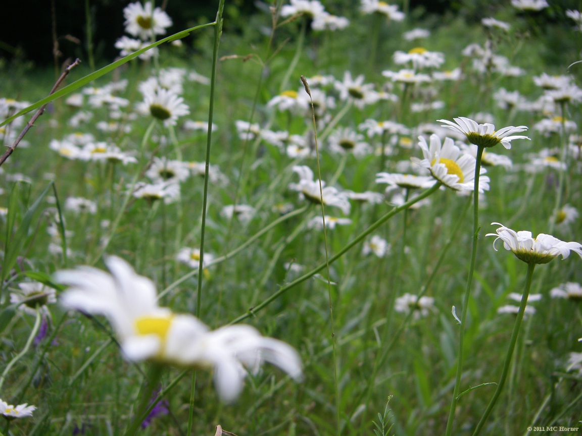 Daisy, daisy, give me your answer true. Who will be in focus when I point and shoot?