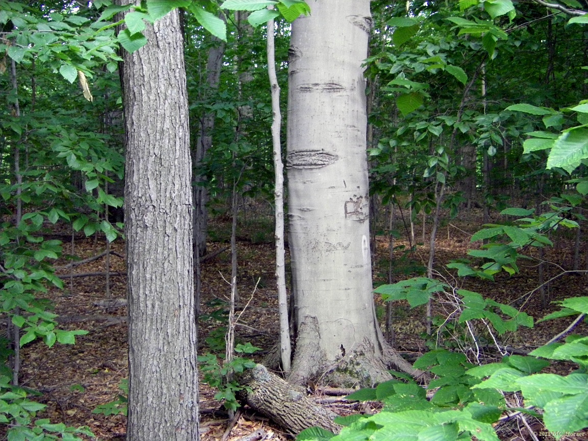 Beautiful Beech.