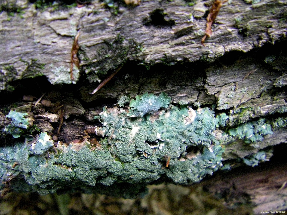I'm lichen the color cyan.