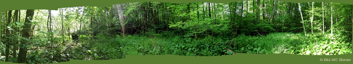 Cabbage Kingdom on the first day of Summer.  See the full size pano here. (1.3 MB).