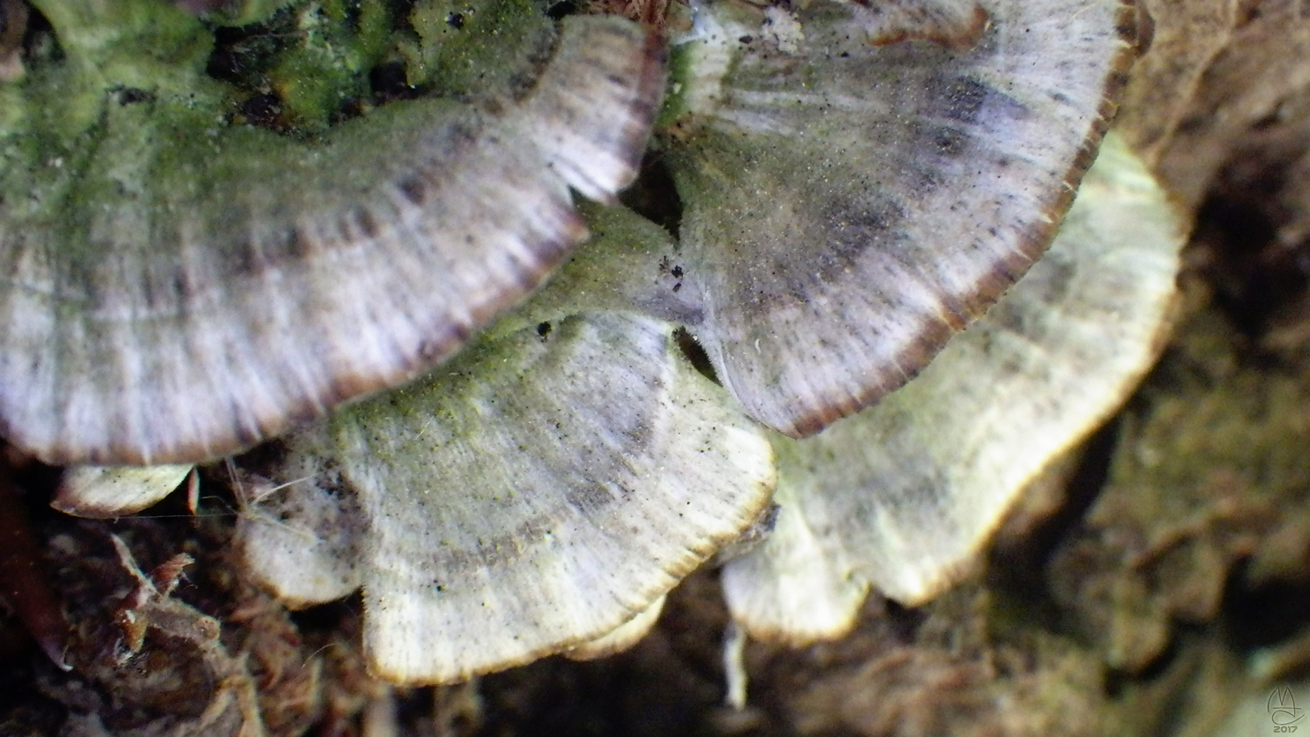 Shelf fungus