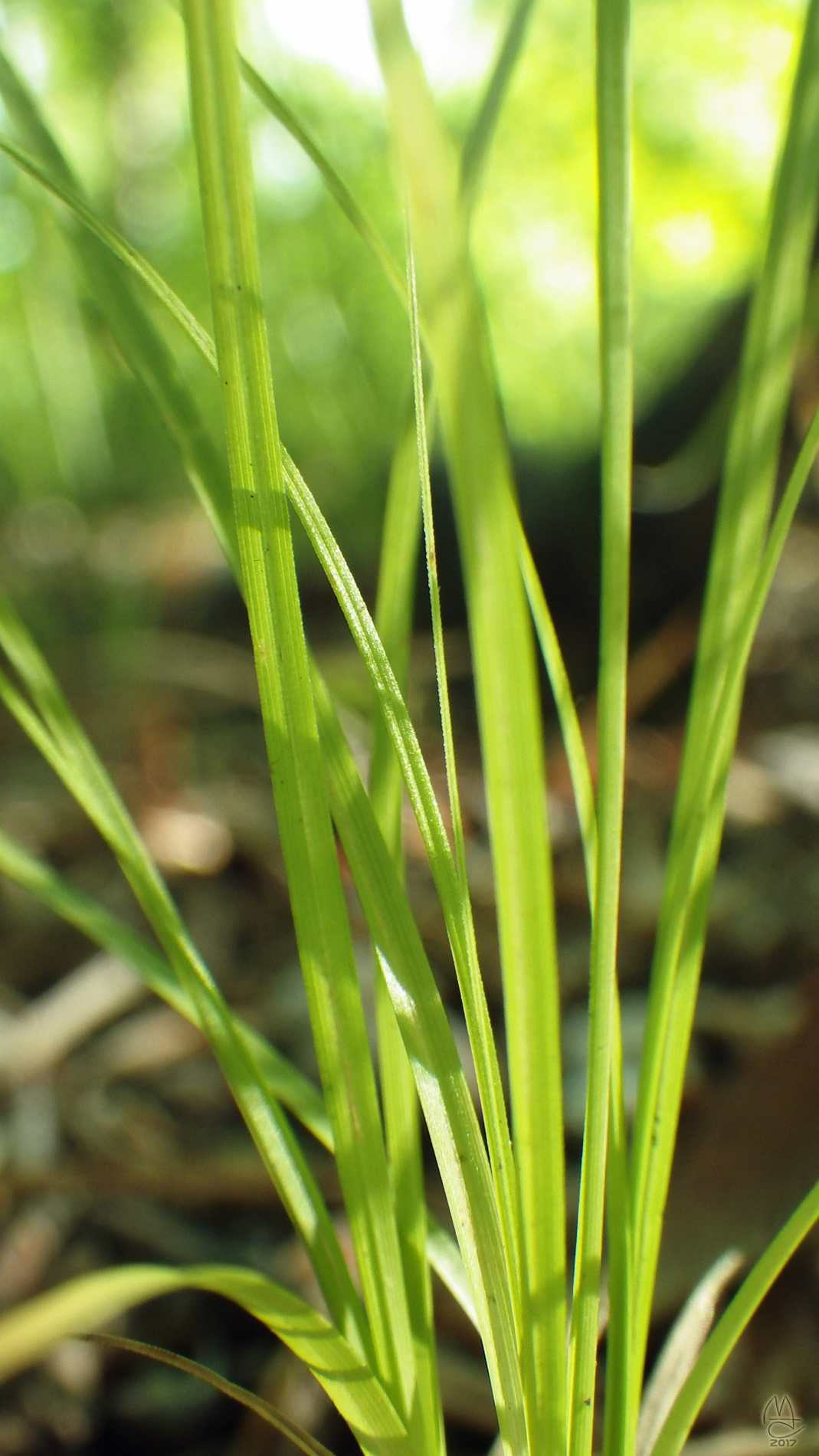 Green grass & high tides