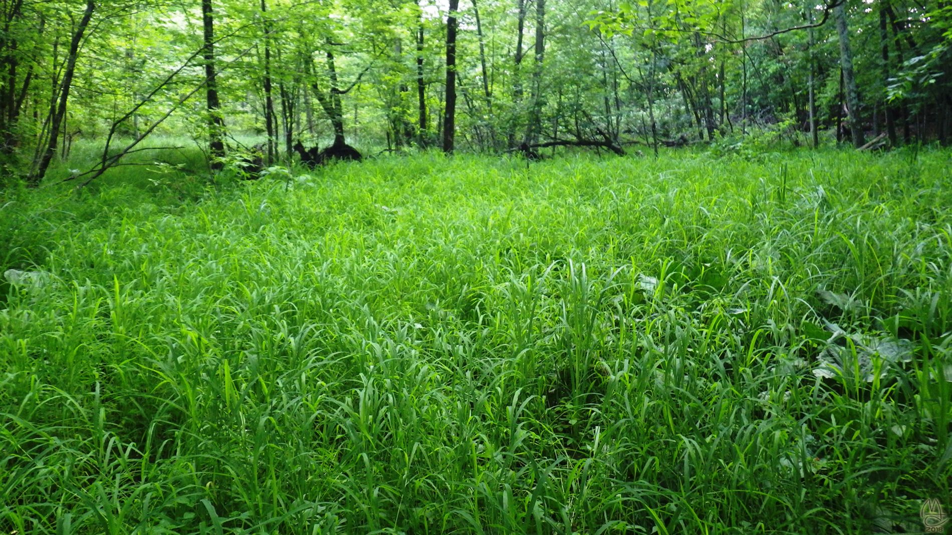 River of grass.