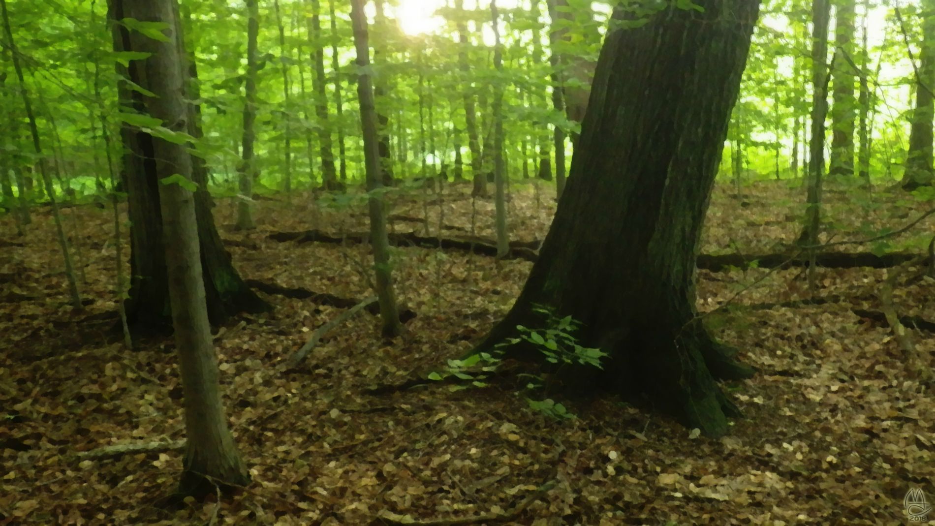 Late June in a Michigan forest.