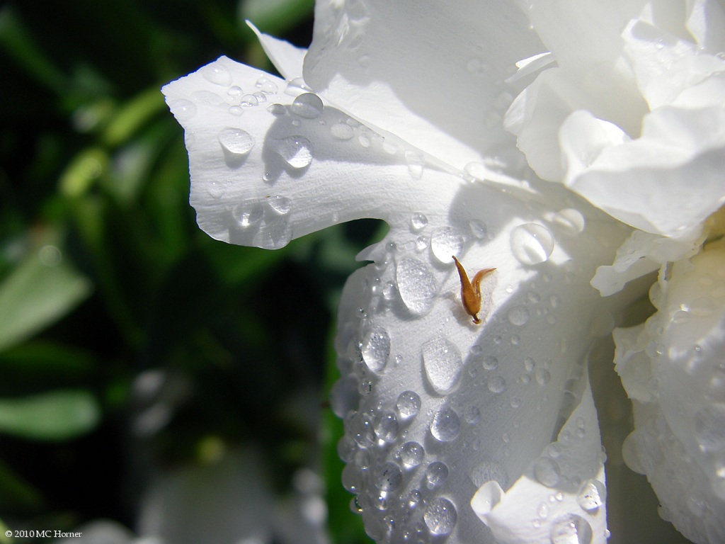 Peonies.