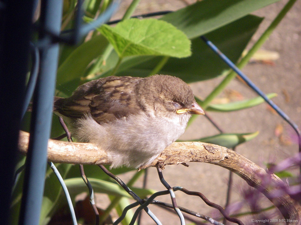 Baby sparrow waits for parent to return