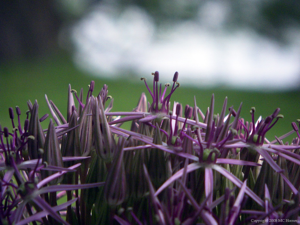 Allium tops.