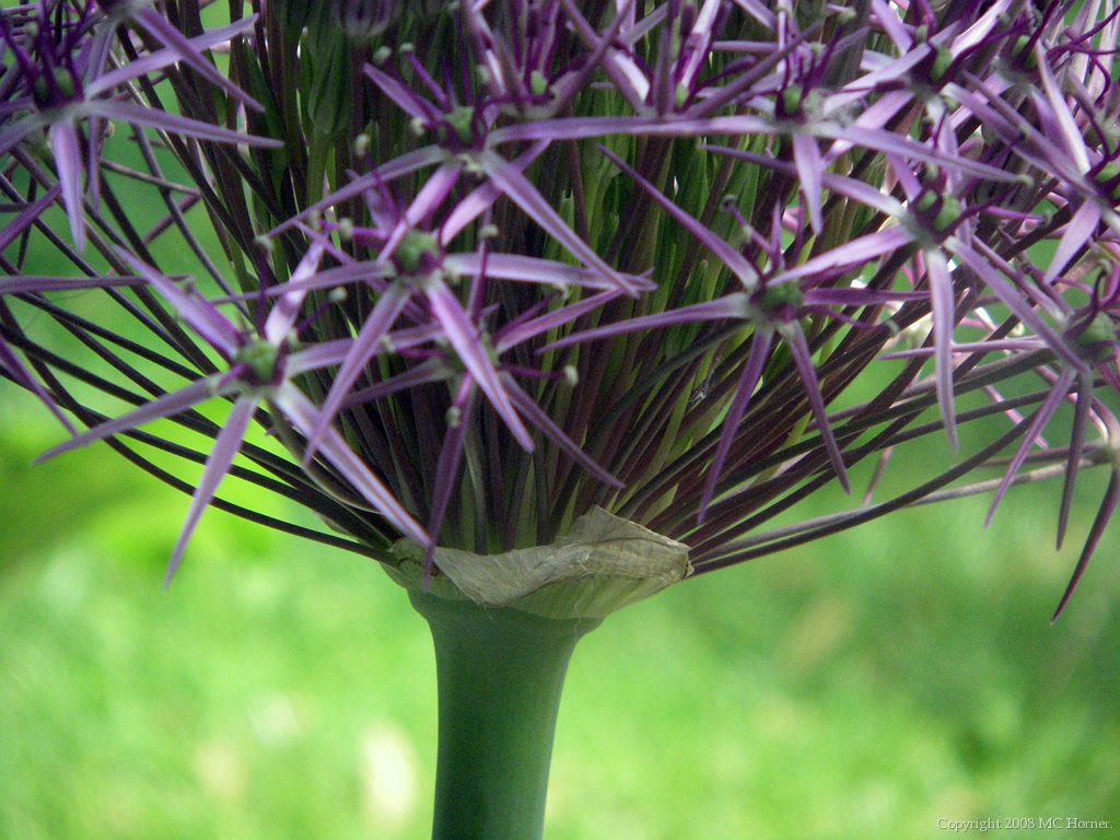 Allium; bottom of the tops.