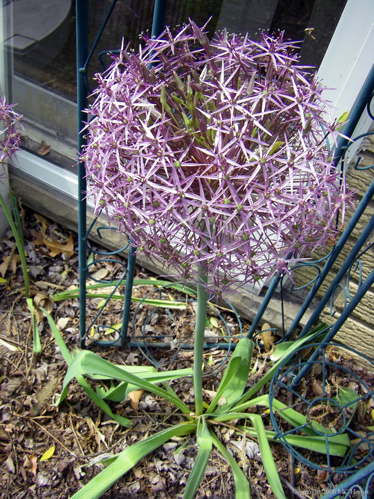 Allium, great face, scrawny body.