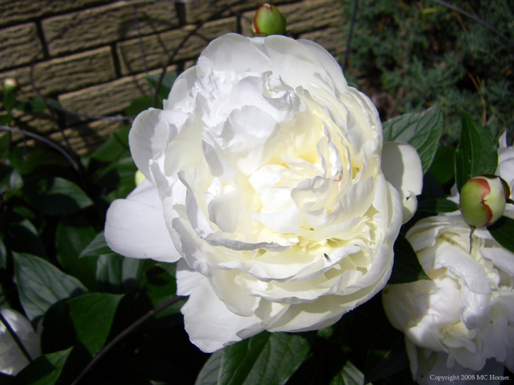 Peonies, just opened.