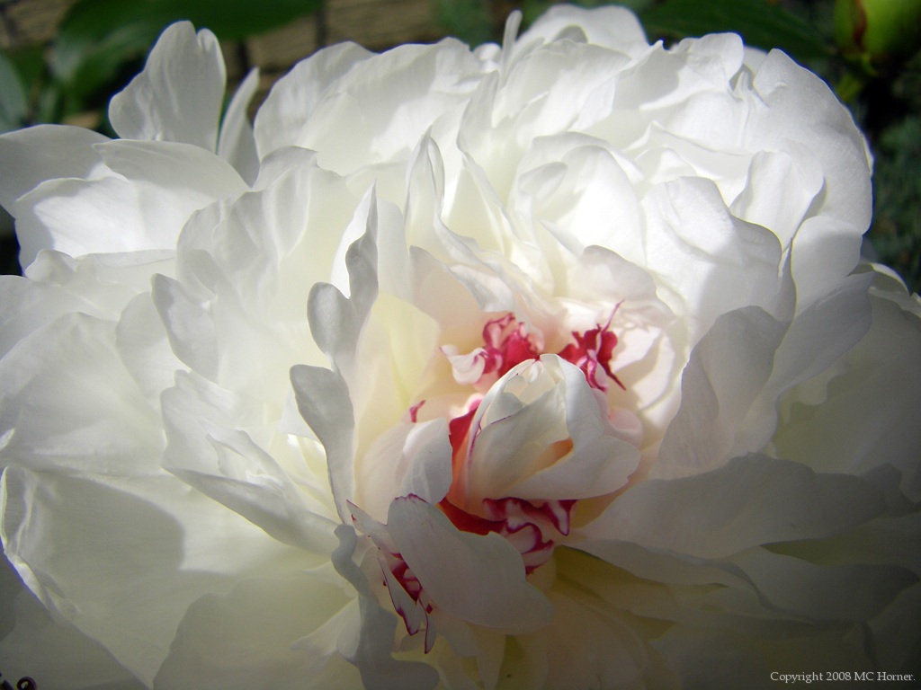 Peony; red centers.