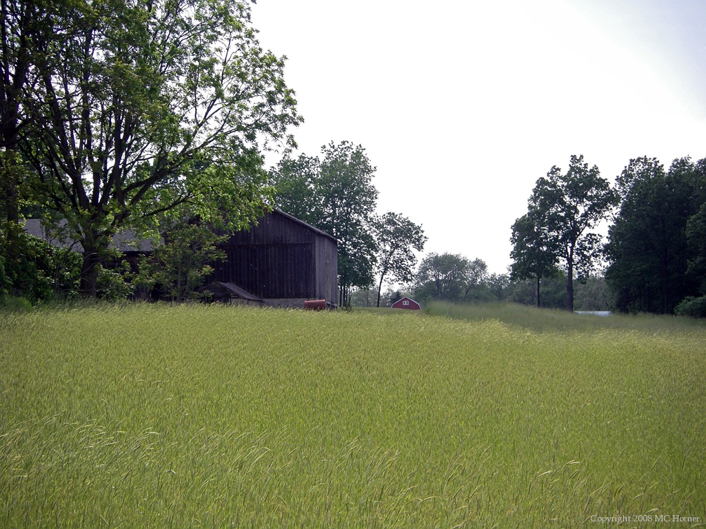 Wheat, Barn, June in Commerce, Michigan.