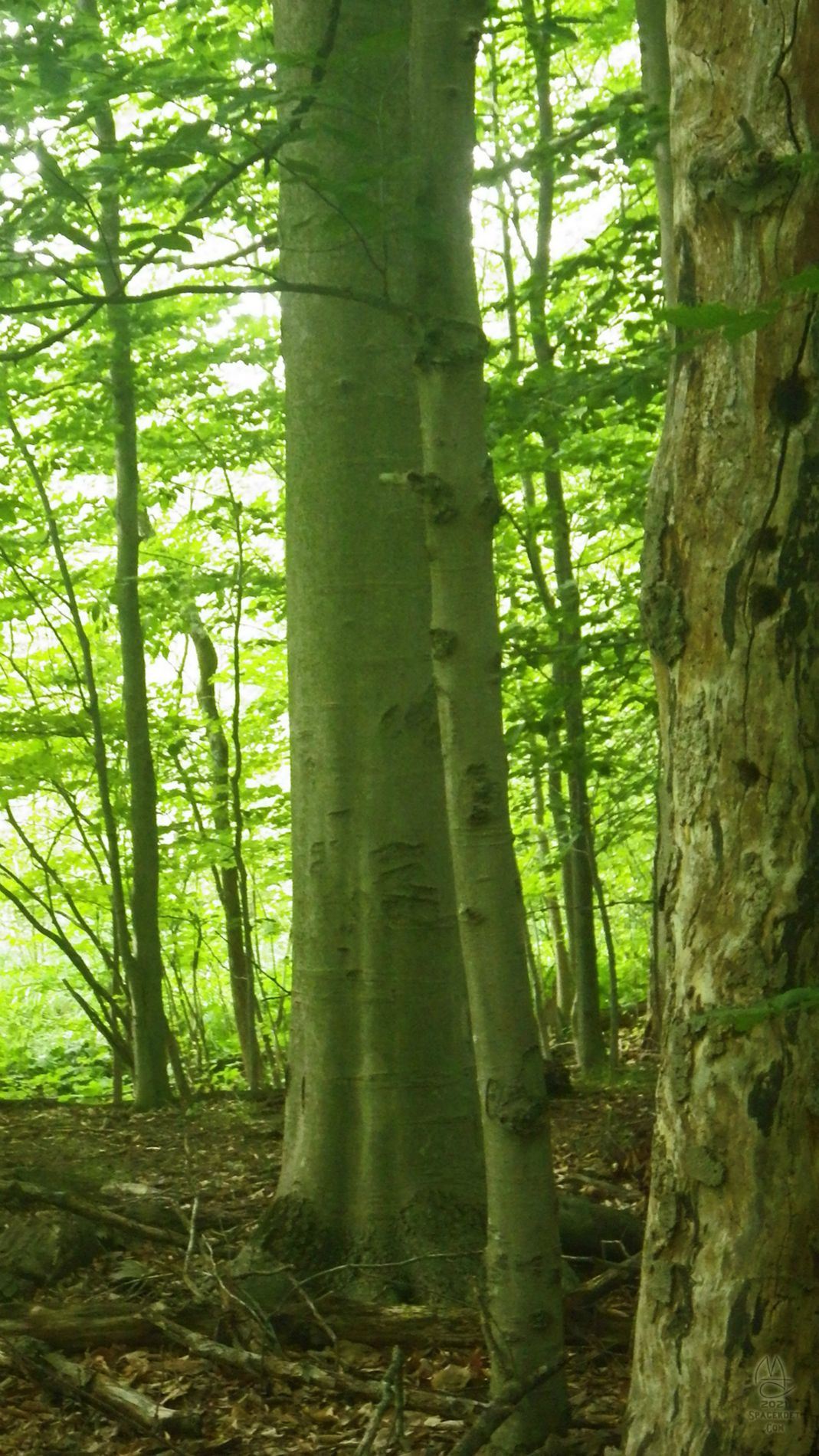 Beech portrait.