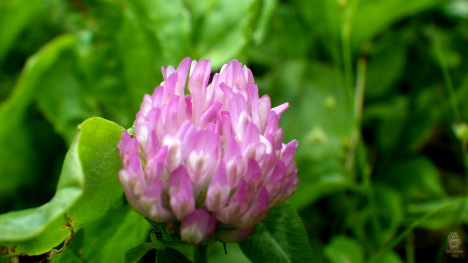 Rolling in clover.