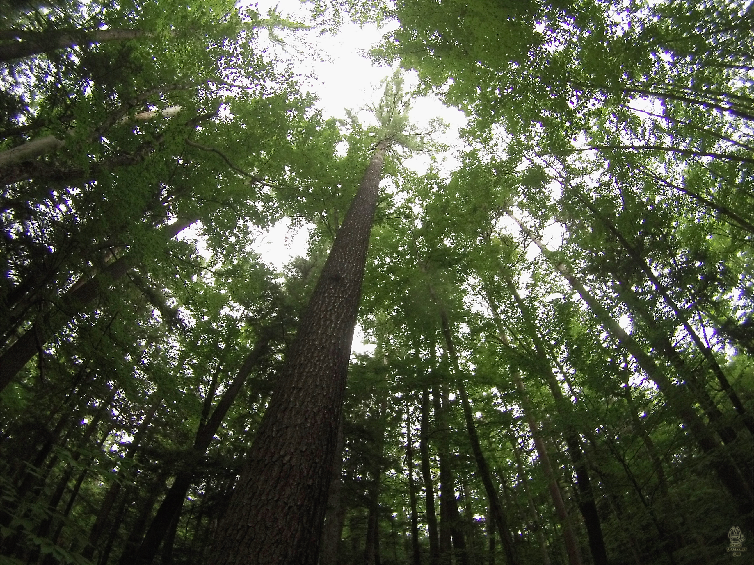 Back in the Cathedral. Hartwick Pines State Park. GoPro photo from 2014.