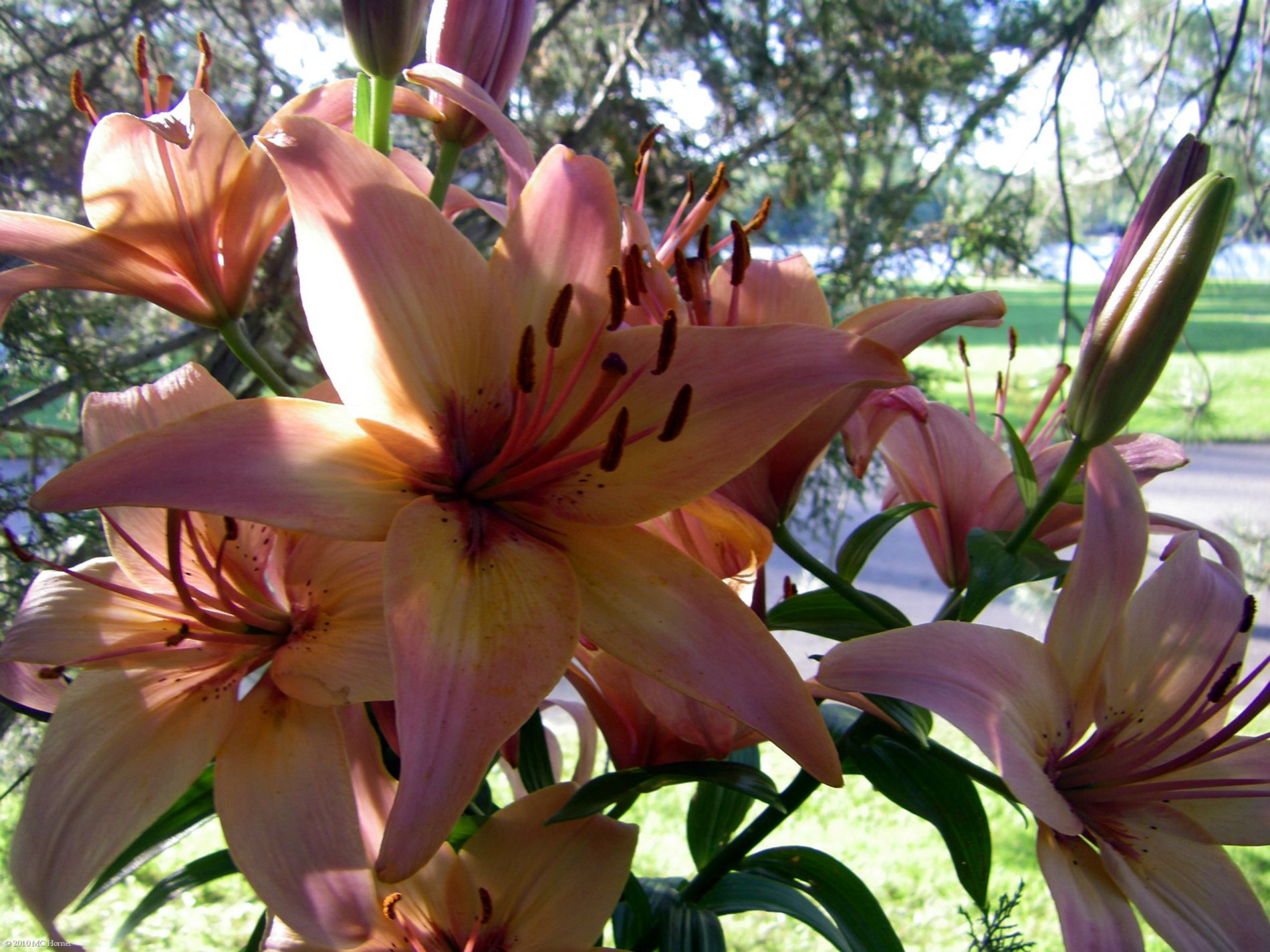 Asiatic Lillies in bloom.