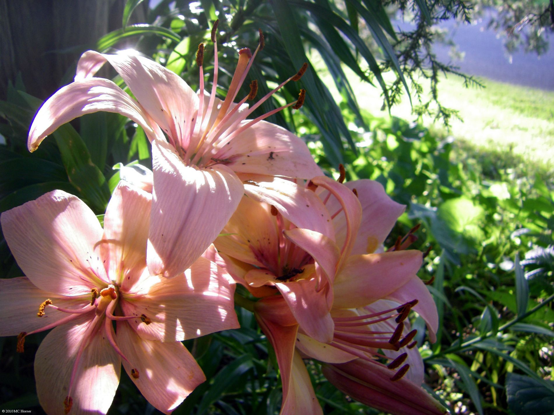 Asiatic Lillies in bloom.