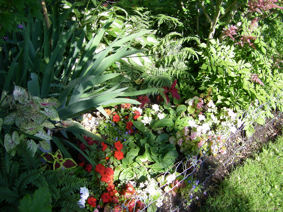 Shade garden filling in.