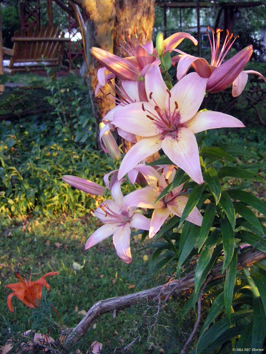 Asiatic Lily Fever.