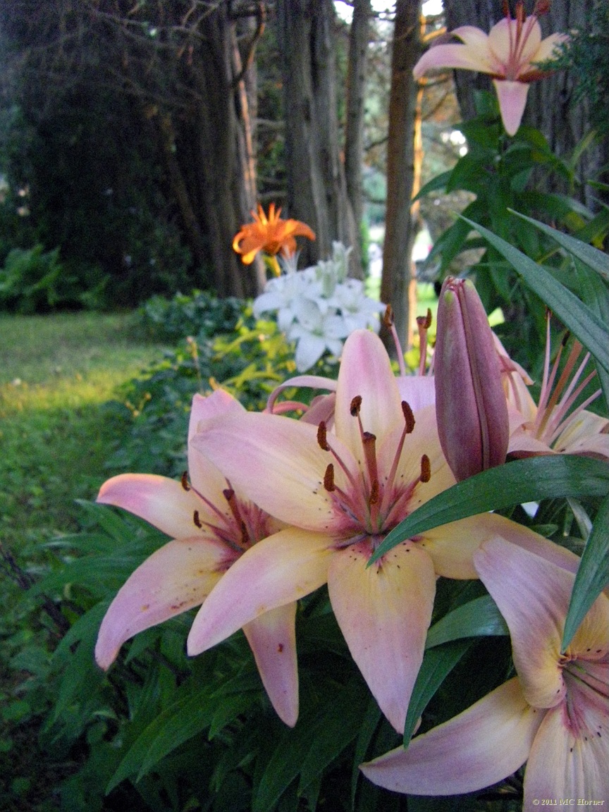 They seem to like it here despite it being pretty dry.