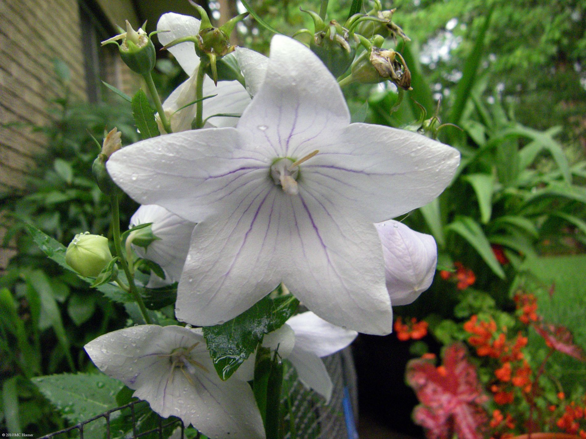 Balloon flower.