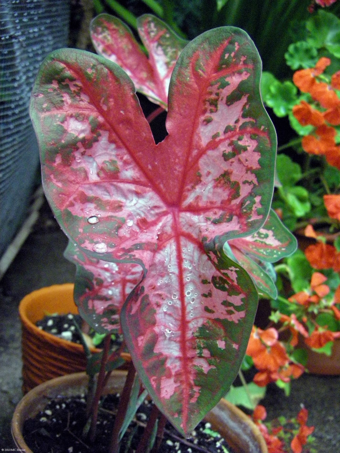 I heart caladiums.